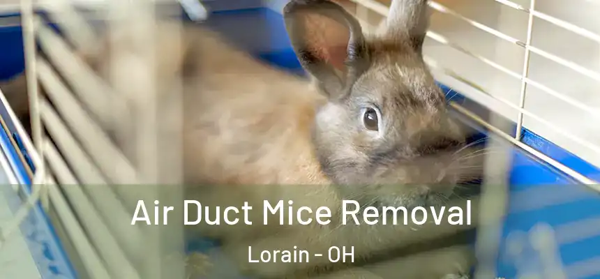 Air Duct Mice Removal Lorain - OH
