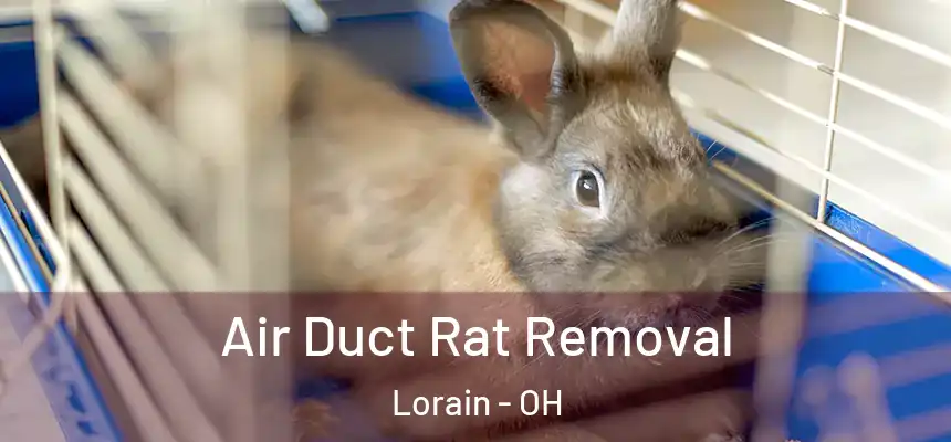 Air Duct Rat Removal Lorain - OH